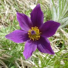 Image result for Kuhschelle