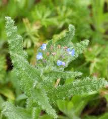 Attēlu rezultāti vaicājumam “Anchusa arvensis”