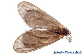 Attēlu rezultāti vaicājumam “Psychidae”