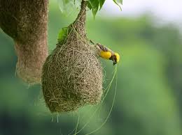 Attēlu rezultāti vaicājumam “nest”