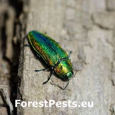 Attēlu rezultāti vaicājumam “Lamproderma pulchellum”