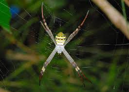 Image result for st andrews cross spider