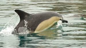 Image result for Ilfracombe Orcas Octopush Club