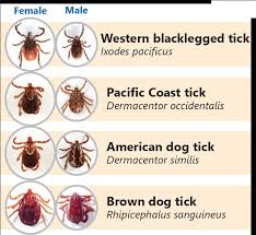 Attēlu rezultāti vaicājumam “Ixodes female”