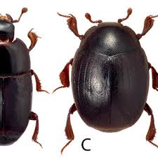 Attēlu rezultāti vaicājumam “Histeridae”