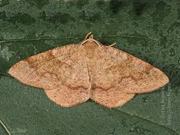 Attēlu rezultāti vaicājumam “Plagodis pulveraria”