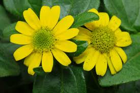 Image result for Sanvitalia procumbens