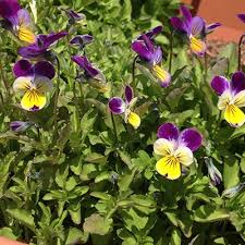 Attēlu rezultāti vaicājumam “Viola tricolor”