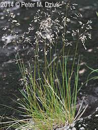 Attēlu rezultāti vaicājumam “Deschampsia cespitosa”