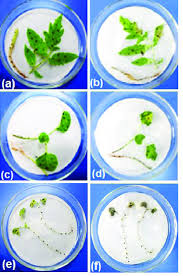 Attēlu rezultāti vaicājumam “Lycopersicon esculentum leaf”