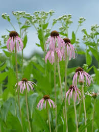 Attēlu rezultāti vaicājumam “Echinacea purpurea flower”