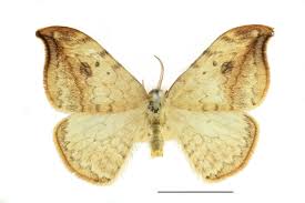 Attēlu rezultāti vaicājumam “Drepana falcataria”