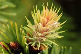 Attēlu rezultāti vaicājumam “Pseudotsuga menziesii flower”