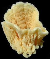 Attēlu rezultāti vaicājumam “Spongia”