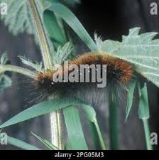 Attēlu rezultāti vaicājumam “Arctia caja larva”