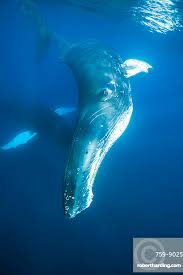 Image result for Megaptera novaeangliae