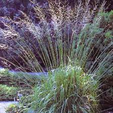 Attēlu rezultāti vaicājumam “Molinia caerulea”