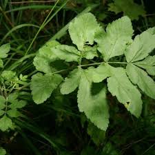 Attēlu rezultāti vaicājumam “Pastinaca sativa”