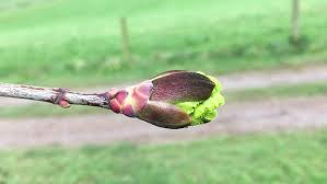 Attēlu rezultāti vaicājumam “Acer platanoides bud”