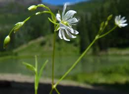 Attēlu rezultāti vaicājumam “Stellaria longifolia flower”