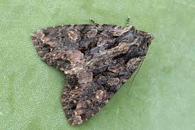 Attēlu rezultāti vaicājumam “Mniotype satura”