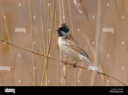 Image result for Emberiza pallasi