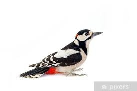 Attēlu rezultāti vaicājumam “Dendrocopos major”