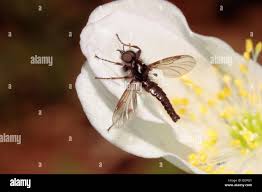 Attēlu rezultāti vaicājumam “Bibionidae”