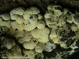 Attēlu rezultāti vaicājumam “Physarum contextum spores”