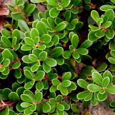 Attēlu rezultāti vaicājumam “Exobasidium uvae-ursi”