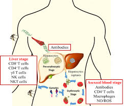 Attēlu rezultāti vaicājumam “Enteridium olivaceum plasmodium”