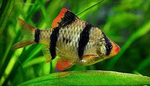 Image result for vissen