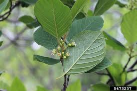 Attēlu rezultāti vaicājumam “Frangula alnus leaf”