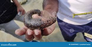Image result for Cucumaria frondosa