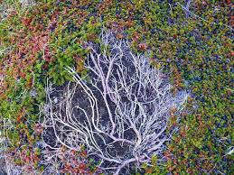 Attēlu rezultāti vaicājumam “Empetrum nigrum flower”