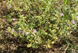 Attēlu rezultāti vaicājumam “Acinos arvensis”