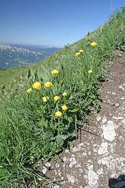 Attēlu rezultāti vaicājumam “Trollius europaeus flower”