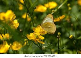 Attēlu rezultāti vaicājumam “Colias palaeno upperside”