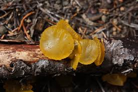 Attēlu rezultāti vaicājumam “Trichia alpina macro”