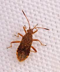 Attēlu rezultāti vaicājumam “Rhopalus maculatus”