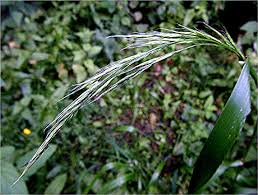 Attēlu rezultāti vaicājumam “Festuca gigantea”