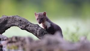 Attēlu rezultāti vaicājumam “Martes foina”