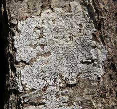 Attēlu rezultāti vaicājumam “Graphis scripta”