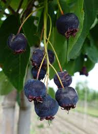 Attēlu rezultāti vaicājumam “Amelanchier spicata fruit”