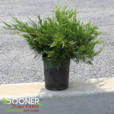 Attēlu rezultāti vaicājumam “Juniperus sabina”