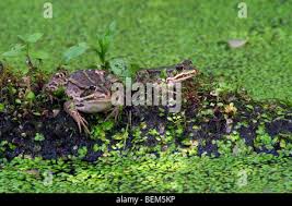 Attēlu rezultāti vaicājumam “Pelophylax juvenile”