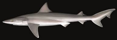 Image result for Rhizoprionodon longurio