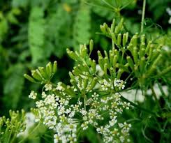 Attēlu rezultāti vaicājumam “Chaerophyllum aromaticum fruit”