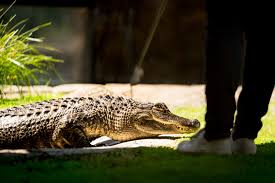 Image result for Alligator mississippiensis