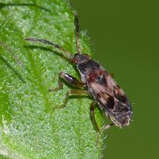 Attēlu rezultāti vaicājumam “Scolopostethus thomsoni”